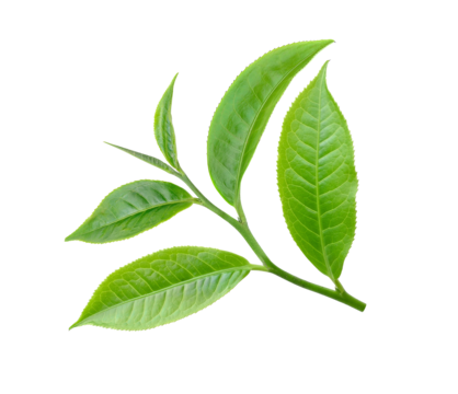 Contact pngtree tea leaf isolated on white background bud png image 10245570